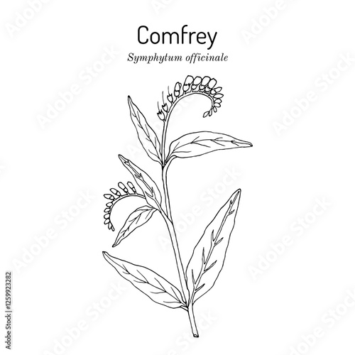 Comfrey (Symphytum officinale), medicinal plant. Hand drawn vector illustration photo