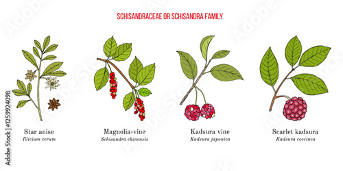 Collection of edible and medicinal plants of Schisandra family photo