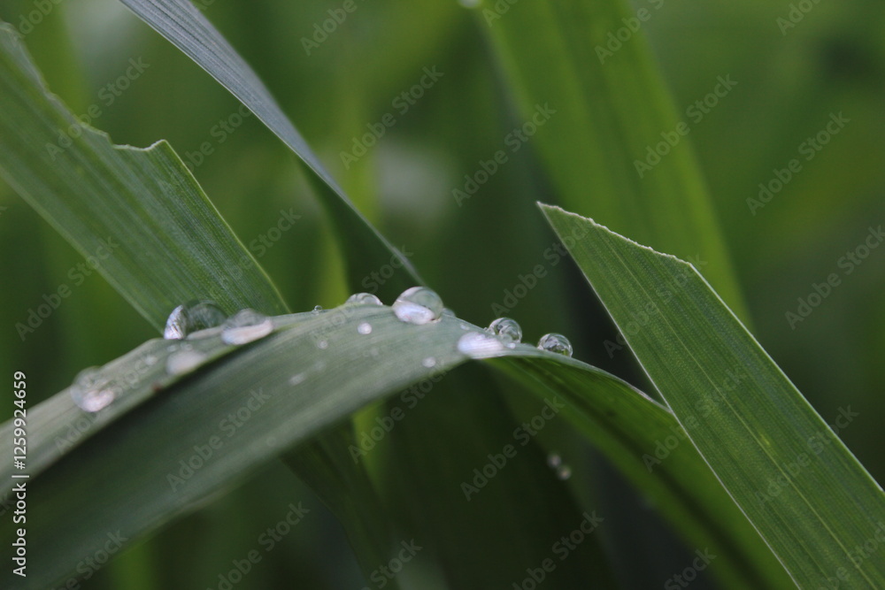 Morning Dew on Grass, rain drops on green leaf Morning Dew on Grass, rain drops on green leaf