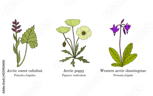 Collection of arctic plants. Hand drawn vector illustration