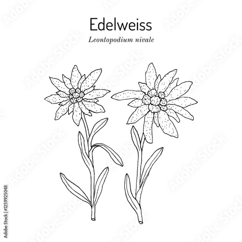 Edelweiss (leontopodium nivale) ornamental and medicinal plant