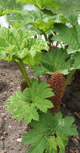 Gunnera manicata or Chilean Giant-rhubarb plant with large lobed and palmately leaves atop of prickly stalks surronded panicles of reddish-green flowers on erect stems photo