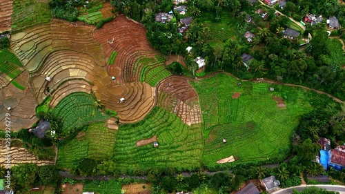 Drone top down panoramic overview of vibrant green tea plantations at Uva Halpewatte, scenic beauty photo