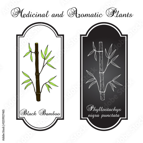 Black Bamboo (Phyllostachys nigra punctata), ornamental and medicinal plant. Hand drawn botanical vector illustration