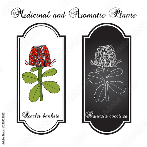 Scarlet banksia (Banksia coccinea), ornamental plant. Hand drawn botanical vector illustration