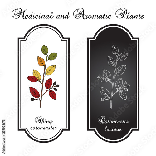 Shiny or hedge cotoneaster (Cotoneaster lucidus), honey and ornamental plant. Hand drawn vector illustration