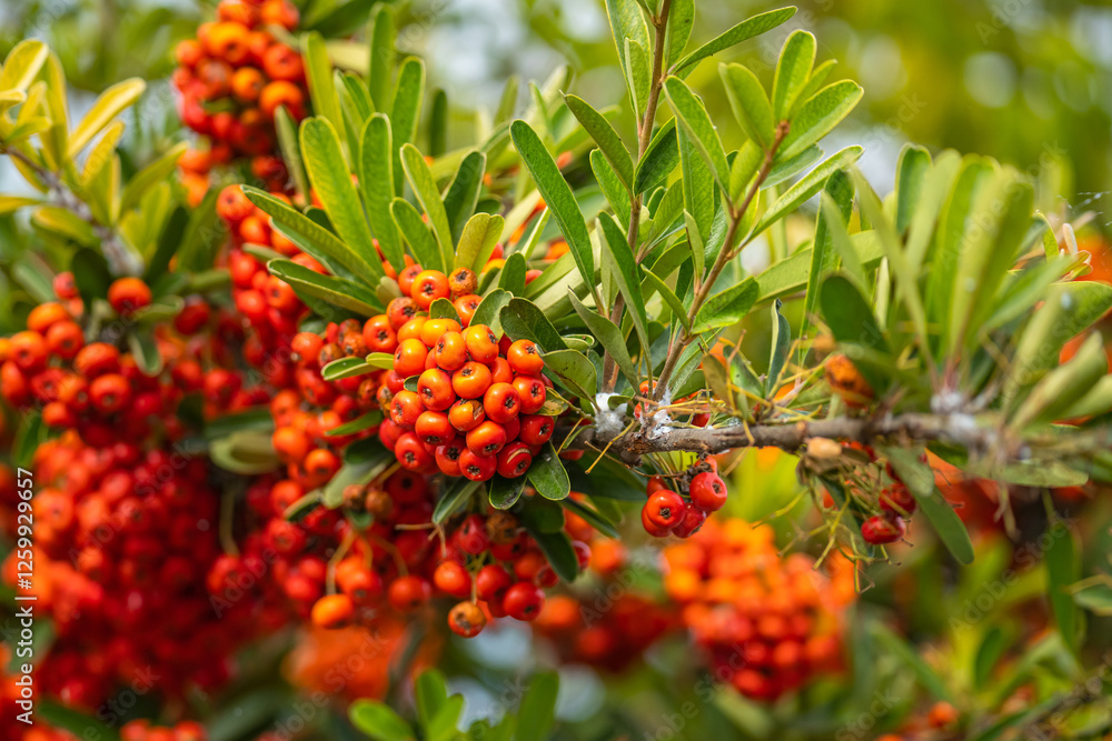 Close-up of Narrowleaf Firethorn (Pyracantha angustifolia) Close-up of Narrowleaf Firethorn (Pyracantha angustifolia)