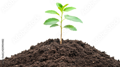 Wallpaper Mural New Growth: A vibrant young plant seedling emerges from rich soil, symbolizing growth, renewal, and the potential for future flourishing.  Torontodigital.ca