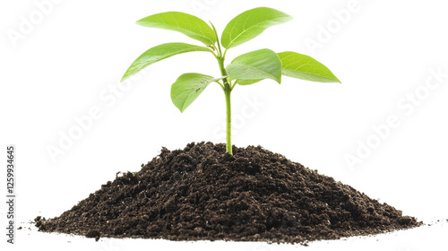 Wallpaper Mural New Growth: A vibrant green sapling sprouts from rich, dark soil, symbolizing new beginnings, growth, and potential. The fresh leaves reaching for the sky represent hope, resilience. Torontodigital.ca