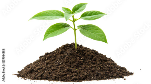 Wallpaper Mural New Life: A vibrant green seedling emerges from rich, dark soil, symbolizing growth, renewal, and the promise of a brighter future. Torontodigital.ca