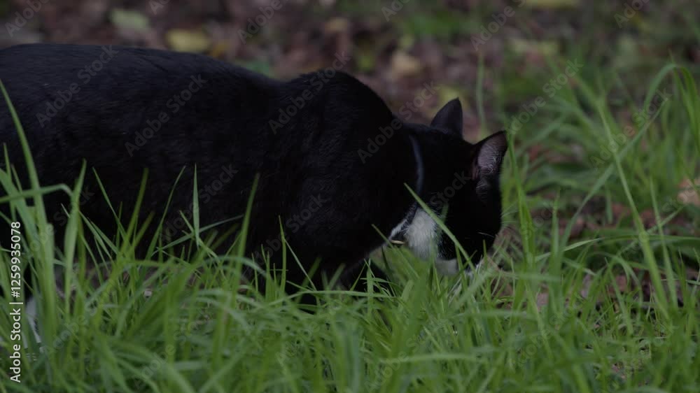 A calm shot of a tuxedo cat eating grass in a peaceful outdoor setting, showcasing its natural behavior in a serene and relaxed atmosphere, ideal for nature or pet-related content. A calm shot of a tuxedo cat eating grass in a peaceful outdoor setting, showcasing its natural behavior in a serene and relaxed atmosphere, ideal for nature or pet-related content.