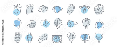 Human anatomy line icons set. Stomach, spine, joint, heart, embryo, bile, lung, dermis, heart, bone, vessels, liver, brain, eye, ear, thyroid gland, kidneys vector illustration