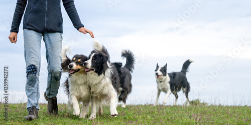 Photography Border Collies