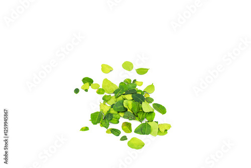 Fragrant Kaffir Lime Leaves Pile Isolated on White Background photo