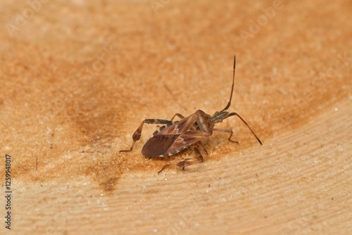 Leptoglossus occidentalis