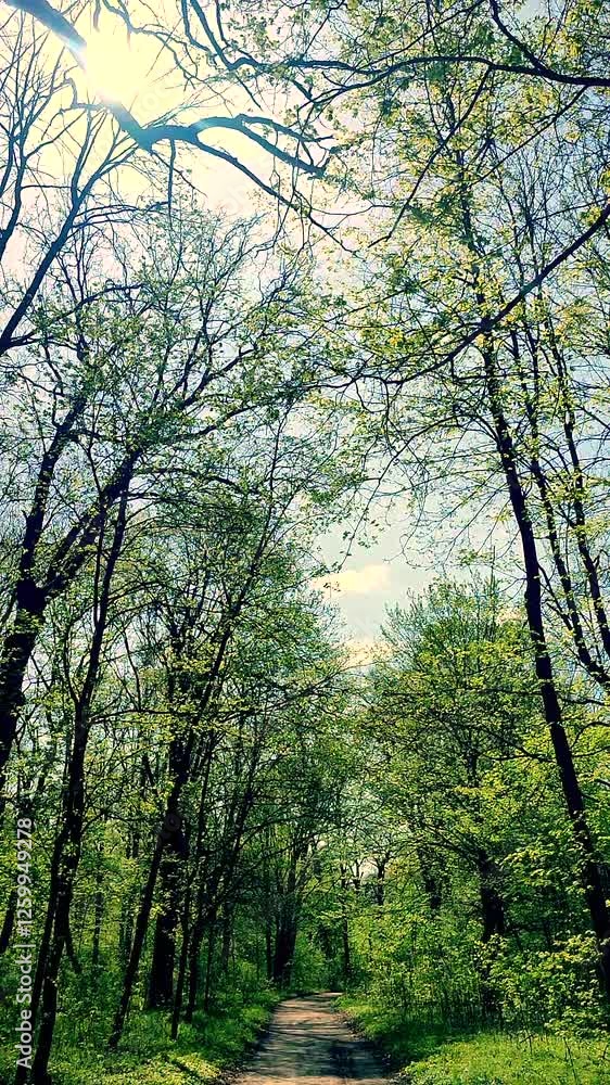 View of dirt road, growing tall trees with fresh bright green foliage, bushes, grass on sunny spring day. Road between trees and bushes with green leaves in park. Nature. Natural background. Vertical View of dirt road, growing tall trees with fresh bright green foliage, bushes, grass on sunny spring day. Road between trees and bushes with green leaves in park. Nature. Natural background. Vertical