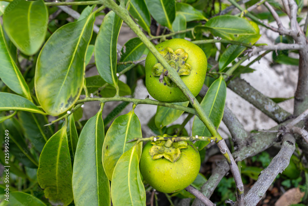 Green Young Unripe Persimmon Tropical Fruit Hanging on Tree Branch. Green Young Unripe Persimmon Tropical Fruit Hanging on Tree Branch.