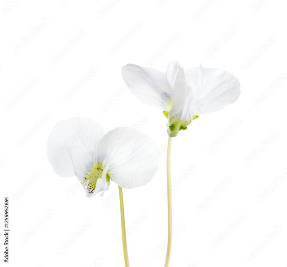 Obraz premium Two flowers of White Violet (Viola Alba) isolated on white background.
