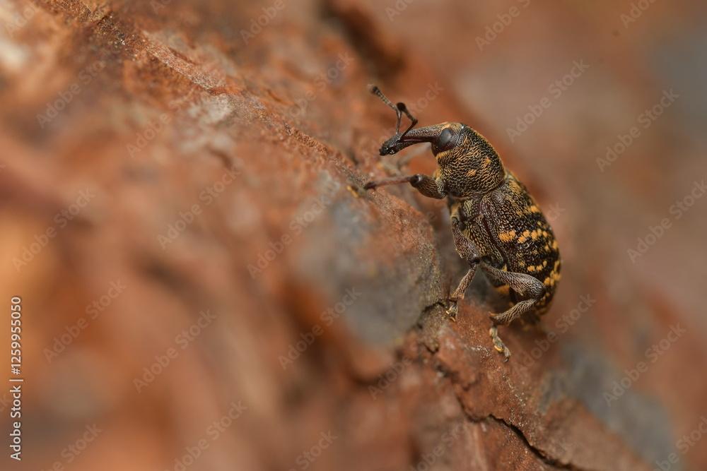 Hylobius abietis Hylobius abietis