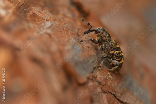 Hylobius abietis