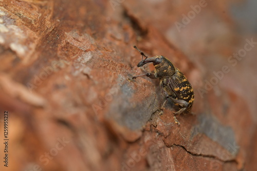 Hylobius abietis