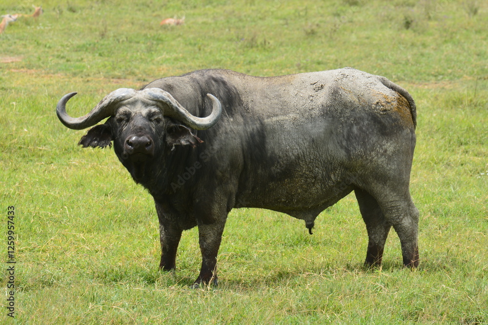 Buffle africain dans les plaines du Ngorongoro Buffle africain dans les plaines du Ngorongoro