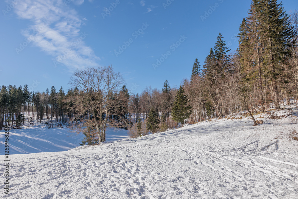 panoramica su di un ambiente naturale nelle montagne della Slovenia, con un ampio campo innevato circondato dagli alberi di una foresta, con il cielo sereno, di giorno, in inverno