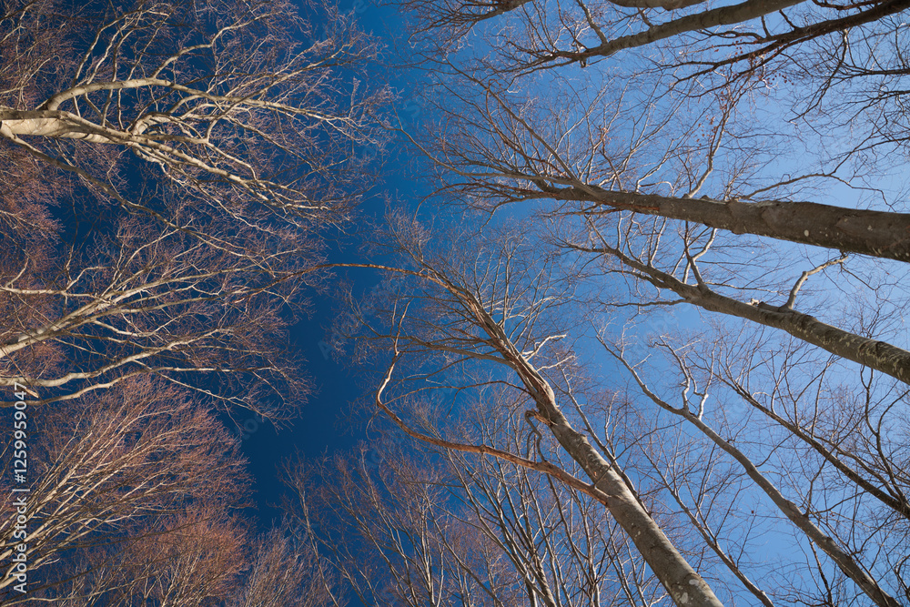 guardando il cielo sereno e di colore azzurro intenso dal basso e da dentro un bosco, con gli alberi che si estendono verso l'alto