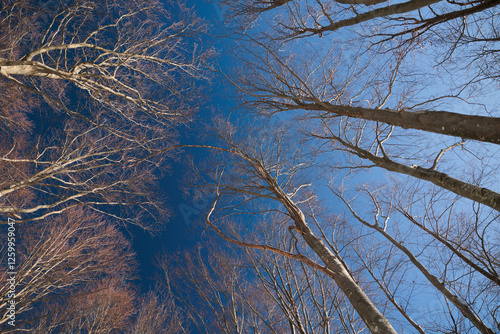 Obraz na płótnie guardando il cielo sereno e di colore azzurro intenso dal basso e da dentro un bosco, con gli alberi che si estendono verso l'alto w salonie