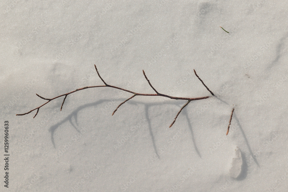 rametto sottile di un albero, con tante gemme di foglie nuove, sopra la neve