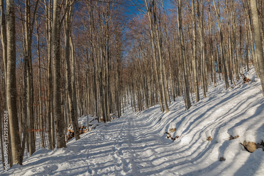 panoramica sull'interno di un bosco naturale nelle alte colline della Slovenia occidentale, di giorno, col terreno innevato ed il cielo sereno, in inverno