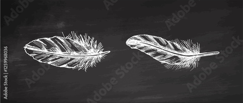 Vintage hand drawn chalkboard feather illustration set for boho and rustic decor projects