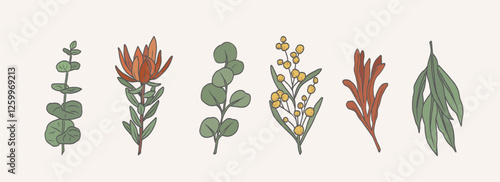 Hand drawn doodle Australian flowers