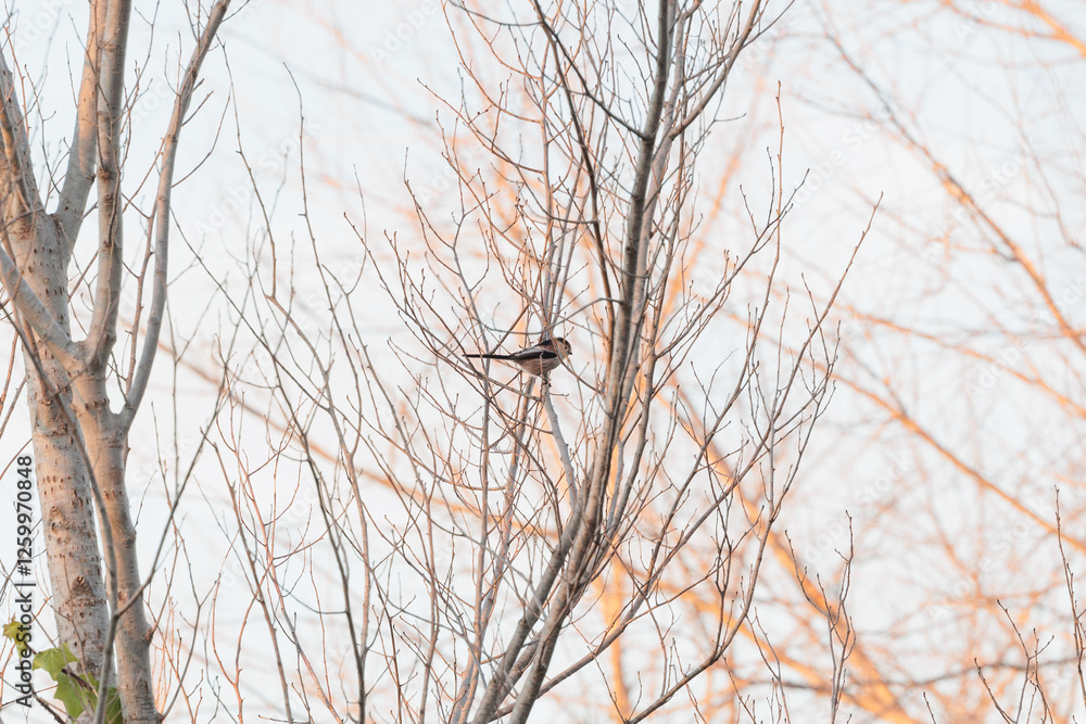 esemplare di piccolo uccello passeriforme sul ramo di un albero spoglio, di giorno, in inverno