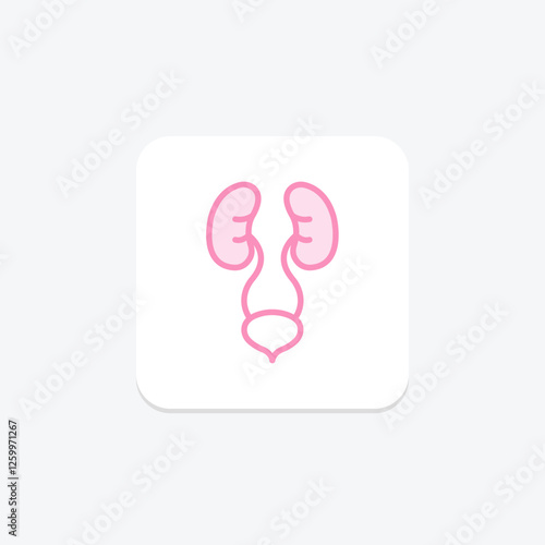 Urinary System duotone line icon, vector, pixel perfect, illustrator file