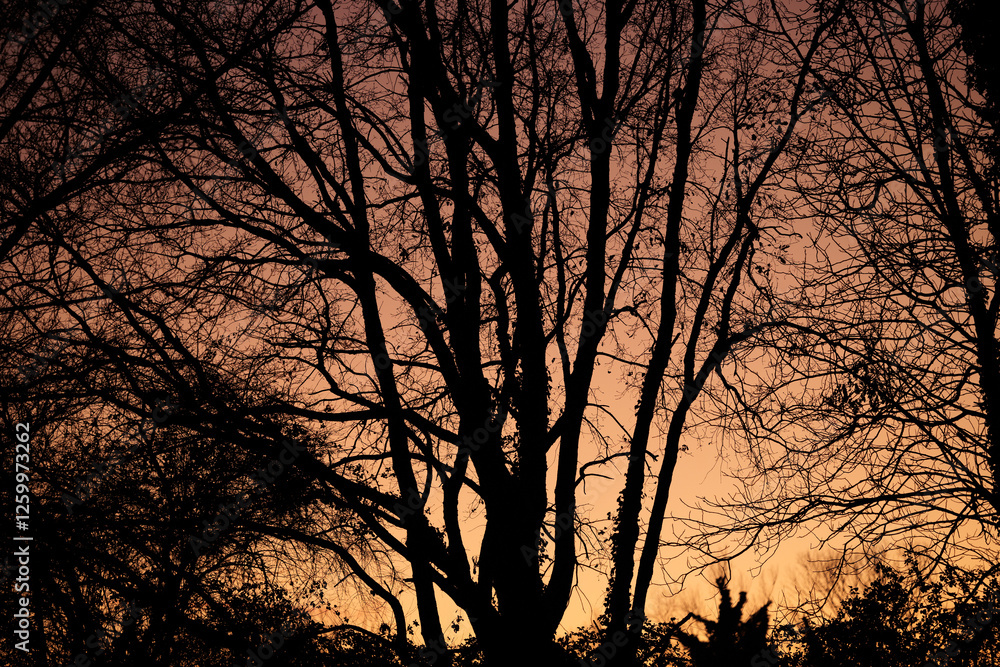 dettaglio delle sagome nere di alberi spogli e secchi in controluce con il cielo sereno al tramonto e dalle sfumature di arancione e rosa sullo sfondo