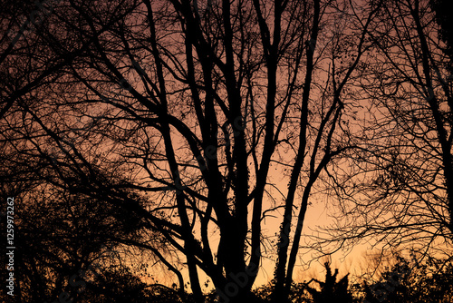 Obraz na płótnie dettaglio delle sagome nere di alberi spogli e secchi in controluce con il cielo sereno al tramonto e dalle sfumature di arancione e rosa sullo sfondo w salonie