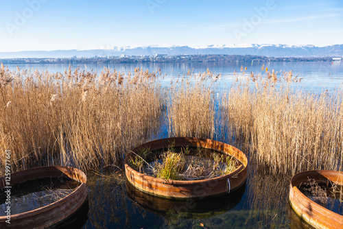 Roselière sur les quai à Genève
