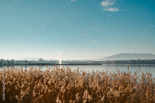 Roselière sur les quai à Genève