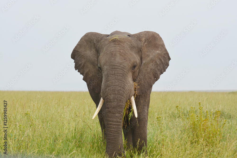 Fototapeta premium Un éléphant d'Afrique 