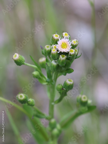 Erigeron acris, also called Erigeron acer, commonly known as Blue Fleabane or Bitter fleabane, wild flowering plant from Finland
