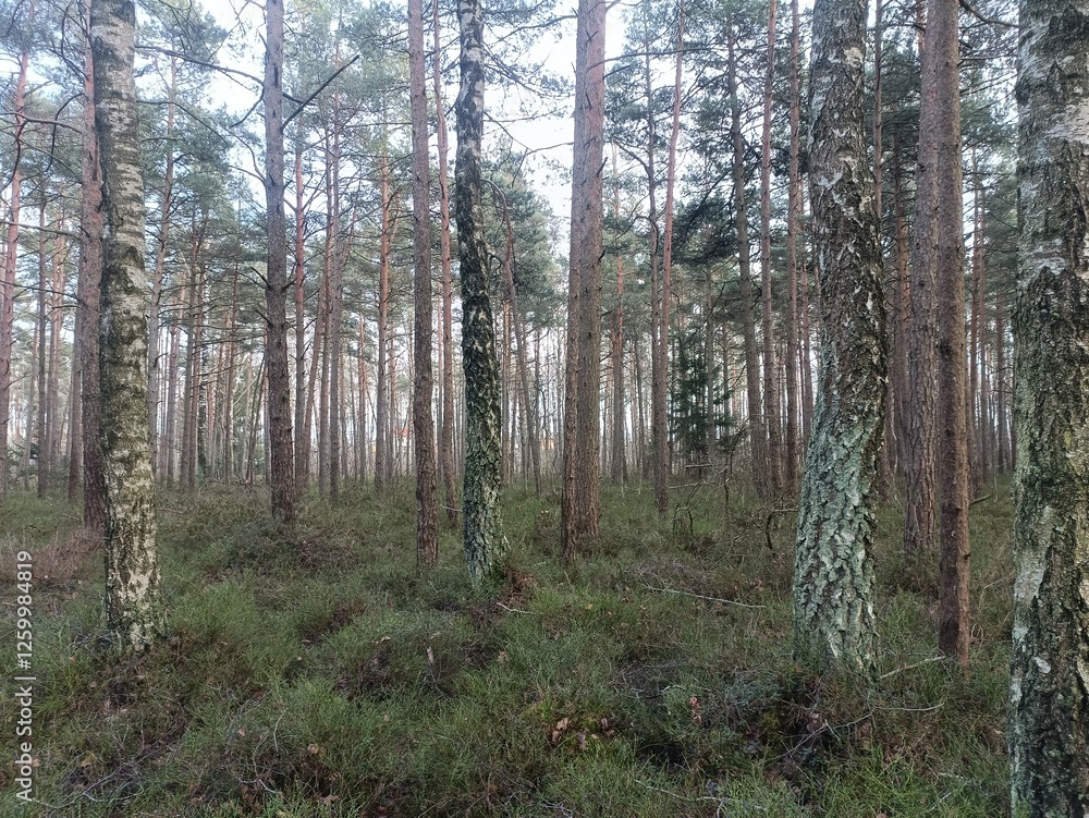 Rekyva forest during sunny late autumn day. Pine and birch tree woodland. Blueberry bushes are growing in woods. Sunny day with white and gray clouds in sky. Fall season. Nature. Rekyvos miskas. Rekyva forest during sunny late autumn day. Pine and birch tree woodland. Blueberry bushes are growing in woods. Sunny day with white and gray clouds in sky. Fall season. Nature. Rekyvos miskas.