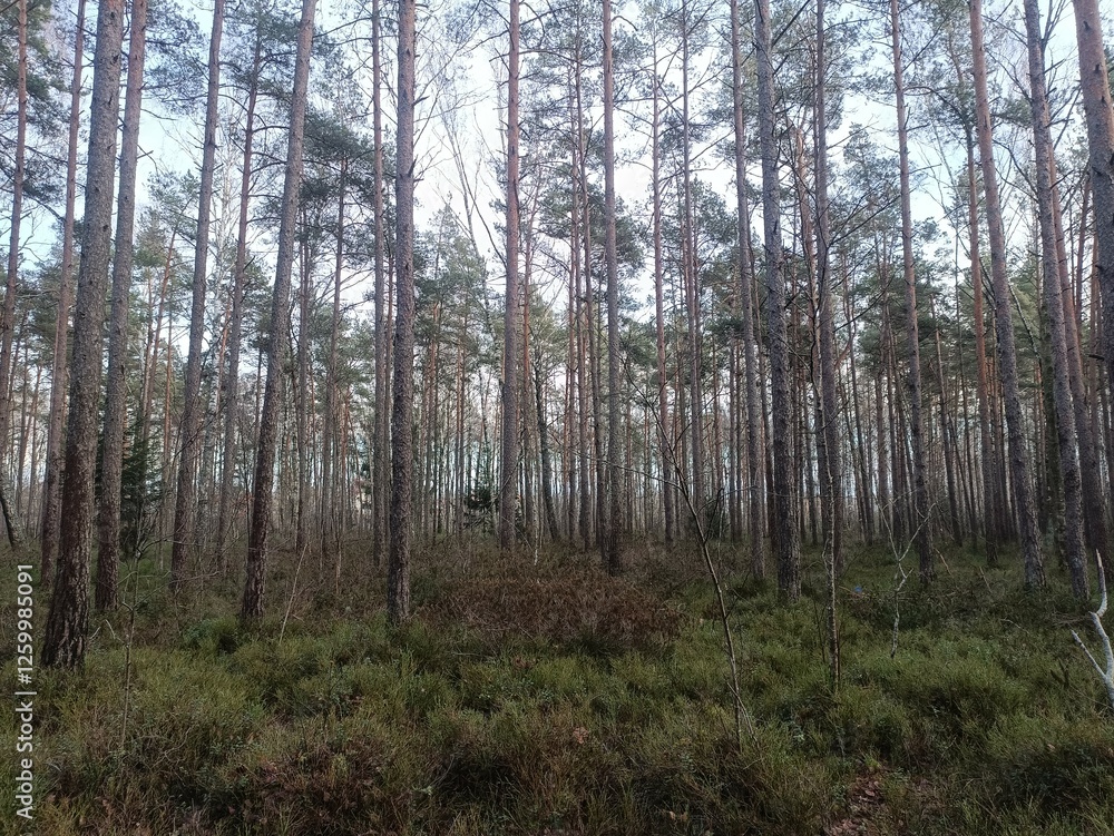 Rekyva forest during sunny late autumn day. Pine and birch tree woodland. Blueberry bushes are growing in woods. Sunny day with white and gray clouds in sky. Fall season. Nature. Rekyvos miskas. Rekyva forest during sunny late autumn day. Pine and birch tree woodland. Blueberry bushes are growing in woods. Sunny day with white and gray clouds in sky. Fall season. Nature. Rekyvos miskas.