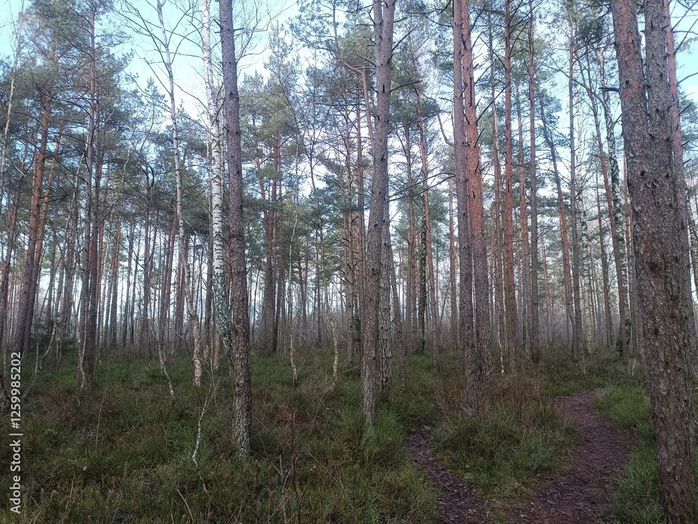 Rekyva forest during sunny late autumn day. Pine and birch tree woodland. Blueberry bushes are growing in woods. Sunny day with white and gray clouds in sky. Fall season. Nature. Rekyvos miskas. Rekyva forest during sunny late autumn day. Pine and birch tree woodland. Blueberry bushes are growing in woods. Sunny day with white and gray clouds in sky. Fall season. Nature. Rekyvos miskas.