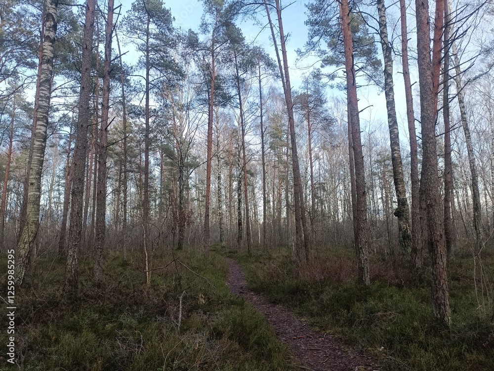 Rekyva forest during sunny late autumn day. Pine and birch tree woodland. Blueberry bushes are growing in woods. Sunny day with white and gray clouds in sky. Fall season. Nature. Rekyvos miskas. Rekyva forest during sunny late autumn day. Pine and birch tree woodland. Blueberry bushes are growing in woods. Sunny day with white and gray clouds in sky. Fall season. Nature. Rekyvos miskas.
