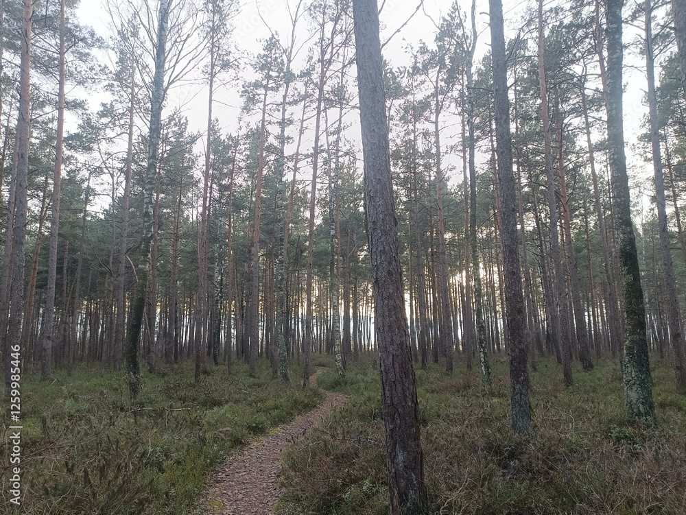 Rekyva forest during sunny late autumn day. Pine and birch tree woodland. Blueberry bushes are growing in woods. Sunny day with white and gray clouds in sky. Fall season. Nature. Rekyvos miskas. Rekyva forest during sunny late autumn day. Pine and birch tree woodland. Blueberry bushes are growing in woods. Sunny day with white and gray clouds in sky. Fall season. Nature. Rekyvos miskas.