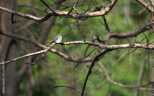 The beautiful crested treeswift perched on a thin branch against a blurred green background. It has vibrant blue feathers on its wings and a contrasting orange throat. photo