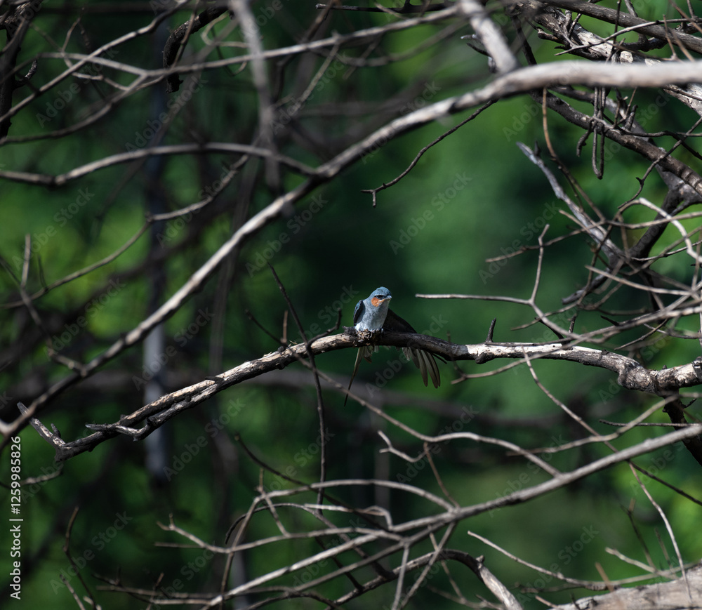 The beautiful crested treeswift perched on a thin branch against a blurred green background. It has vibrant blue feathers on its wings and a contrasting orange throat. The beautiful crested treeswift perched on a thin branch against a blurred green background. It has vibrant blue feathers on its wings and a contrasting orange throat.
