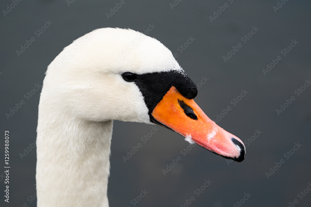 Side portrait of a mute swan (Cygnus olor) with a dark grey background Side portrait of a mute swan (Cygnus olor) with a dark grey background