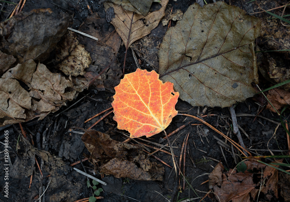 Vibrant orange and yellow leaf standing out against a brown forest floor in Sweden Vibrant orange and yellow leaf standing out against a brown forest floor in Sweden